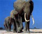 Слоны ходьбе